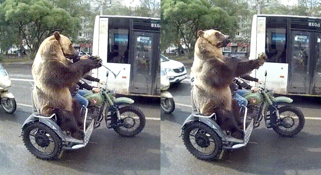 YOU KNOW IT'S RUSSIA WHEN A BEAR IS FLIPPING YOU OFF