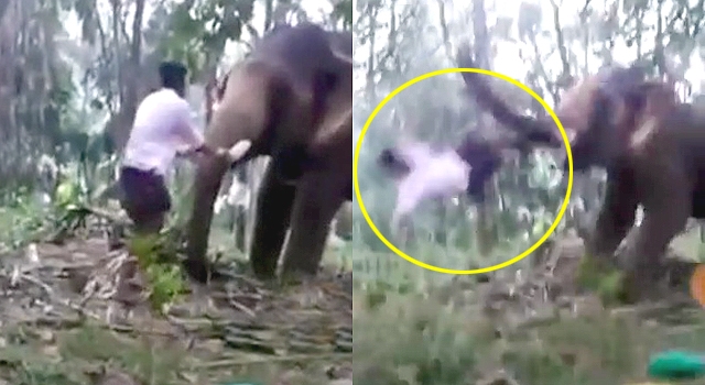 TIP OF THE DAY: DON'T MESS WITH A 12,000LB ELEPHANT