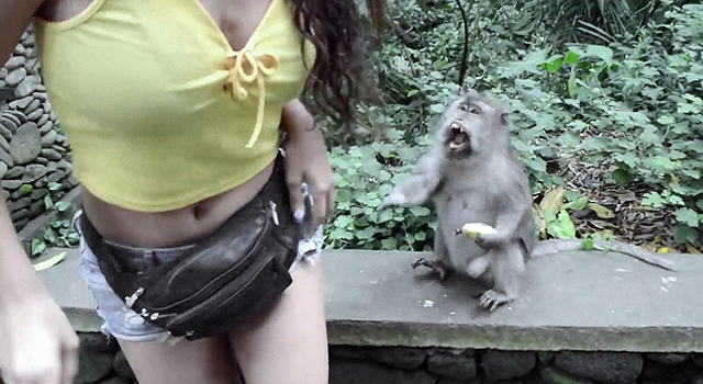 Babons With Girl Porn - CrazyShit.com | Animals - Crazy Shit!