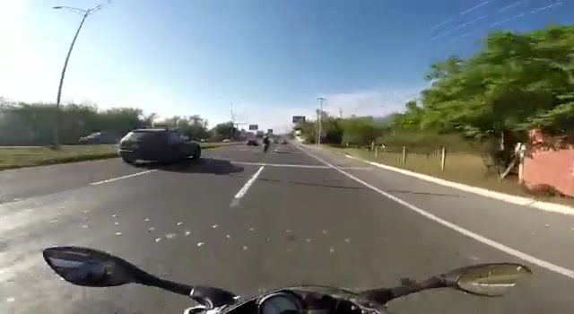 Chilean frogger