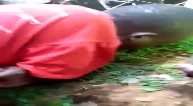 Thief forced to eat grass