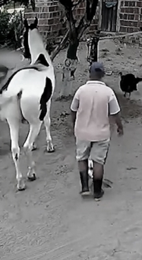 Ignorant man got horse kicked to the afterlife
