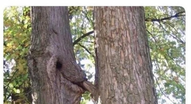Sucking tree