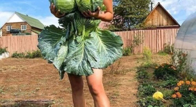 Girl in vegetable