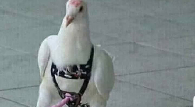 Cuando aparece el espíritu santo.