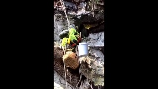 Bees attack