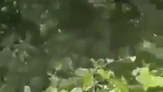 chased and executed in a wood