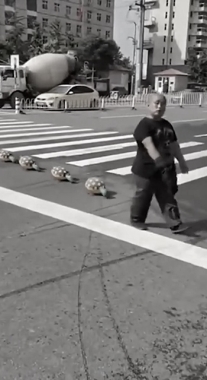 crossing the road with my turtles