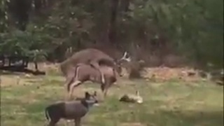 Getting Some
