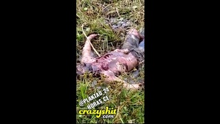 Resident of the swamp