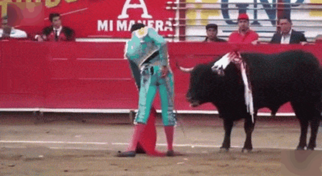 bullfight went really wrong