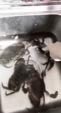 crab revenge