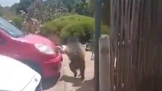 Looting South Africa
