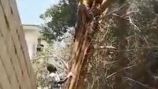 Tree + Chainsaw