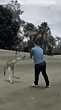 fighting with a kangaroo