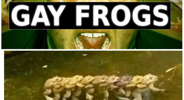 gay frogs