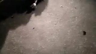 CrazyShit.com | break dance champions - Crazy Shit