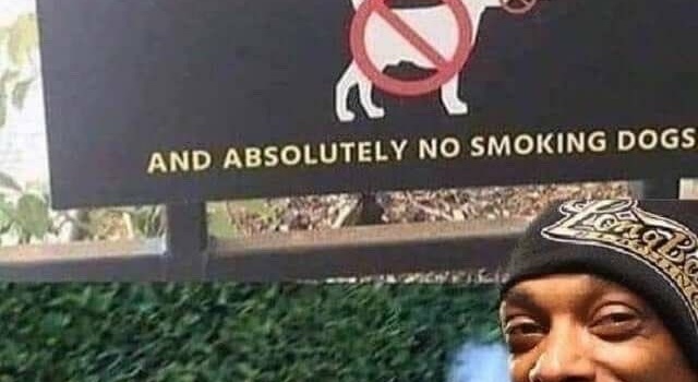 no smoking dogs