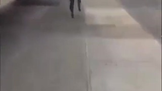a rare glimpse of the negrodactol during mating season