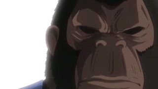 Gorilla…..