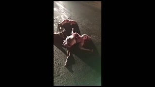 woman's body was torn apart on the Brazilian road