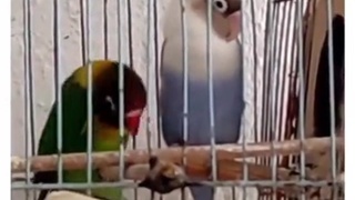 Fuck You Burf !