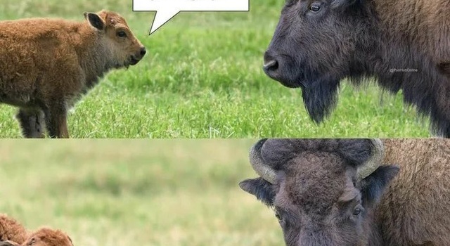 are you a bizon