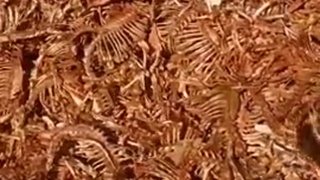 Just a pile of bones