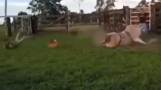 bull 1 human 0