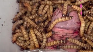inch worm