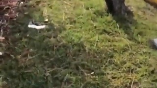 Plane crash in Georgia
