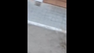 killed by bull,damn old man was fucked by a spotted bull