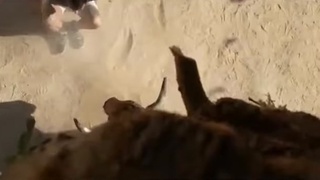 never disturb bulls in spain