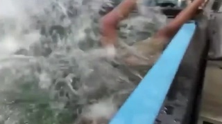 Fish food