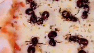 Brazilian pizza with Bullet Ant seasoning
