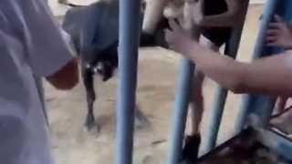 What Is It , Bull Week ?