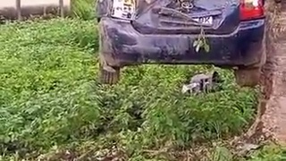 The Car Tree
