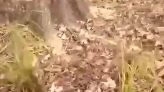 A little chainsaw action