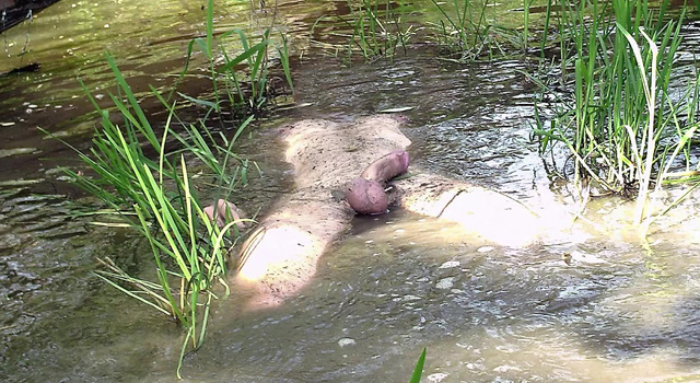 25 Year Old Drowned Dead Body