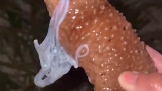 Sea Cucumber