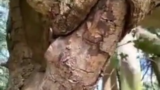 Wood