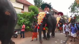 Elephant kicks curry muncher