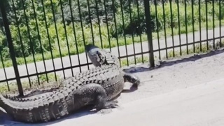 Alligator VS Iron Gate