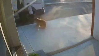Who&rsquo;s a good boy?