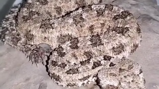 Spider Tailed Horned Viper
