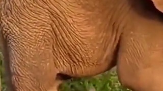 Weird Looking Snake