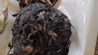 The Head Was Fire