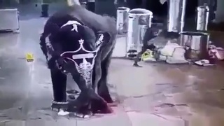 Another Indian hating Elephant