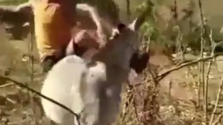 Screaming like a little bitch