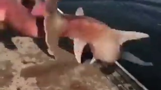 a hammerhead shark to take away